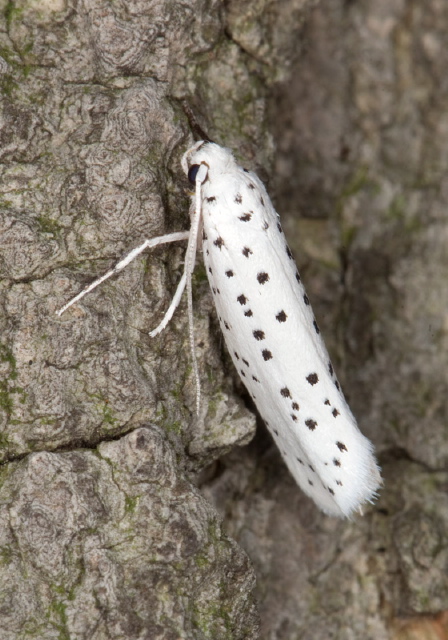 Yponomeuta multipunctella Yponomeutidae