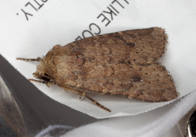 Homorthodes lindseyi Noctuidae