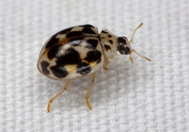 Psyllobora vigintimaculata Coccinellidae