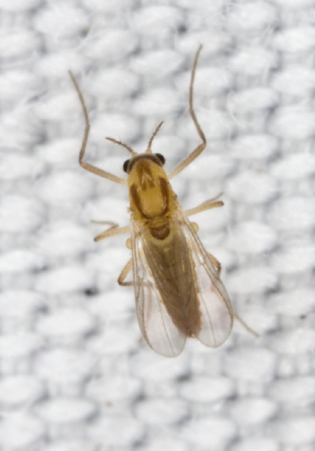   Chironomidae