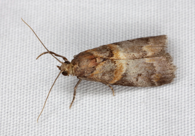 Acrobasis comptoniella? Pyralidae