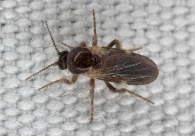 Forcipomyia sp. Ceratopogonidae