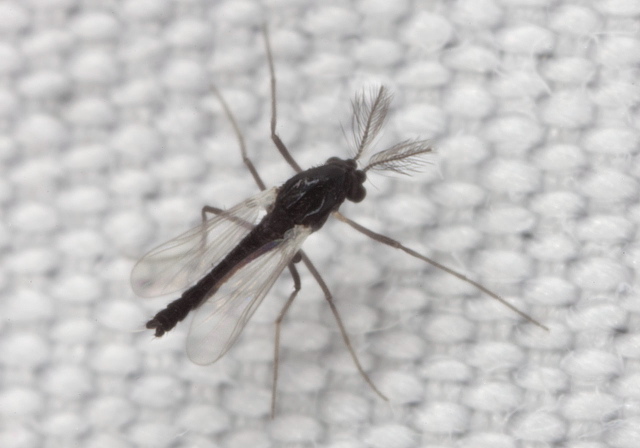   Chironomidae