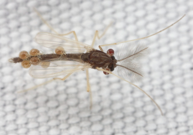   Chironomidae