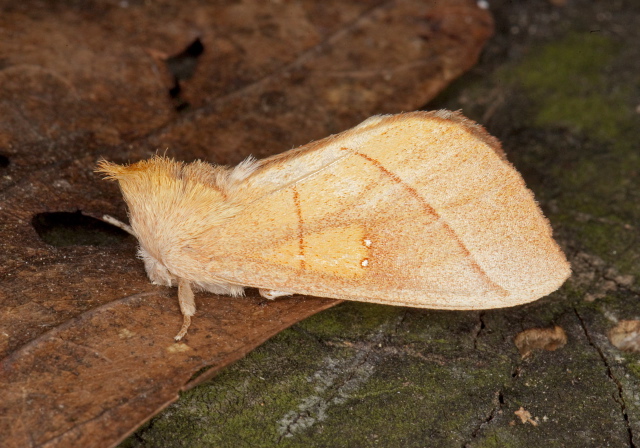 Nadata gibbosa Notodontidae