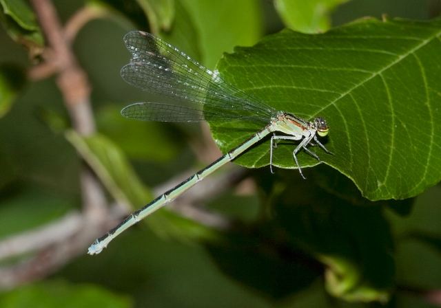 Enallagma exsulans Coenagrionidae