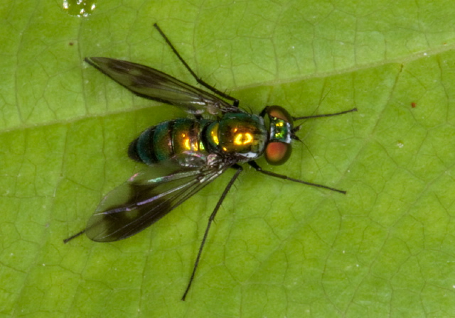 Condylostylus patibulatus? Dolichopodidae