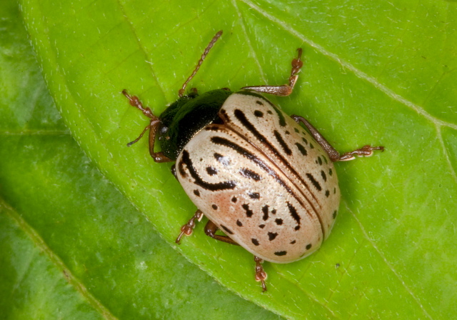 Calligrapha philadelphica Chrysomelidae