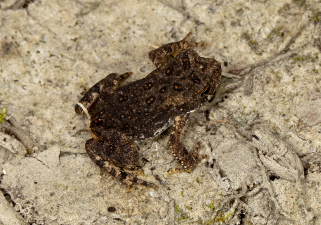 Bufo americanus? Bufonidae