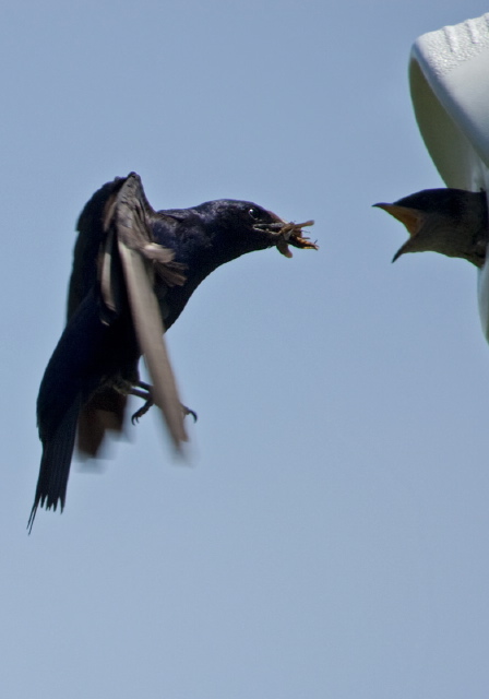 Progne subis Hirundinidae