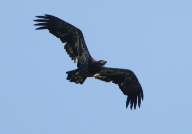 Haliaeetus leucocephalus Accipitridae