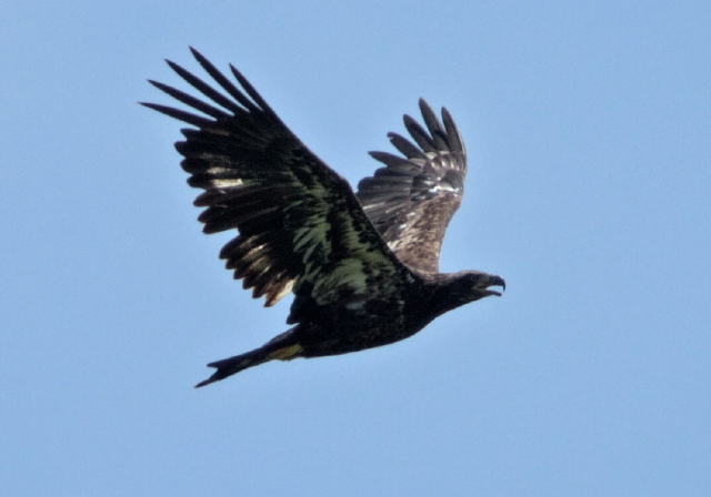 Haliaeetus leucocephalus Accipitridae