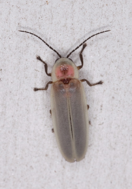 Photinus marginellus/curtatus complex Lampyridae