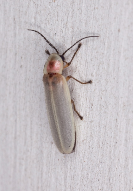 Photinus marginellus/curtatus complex Lampyridae