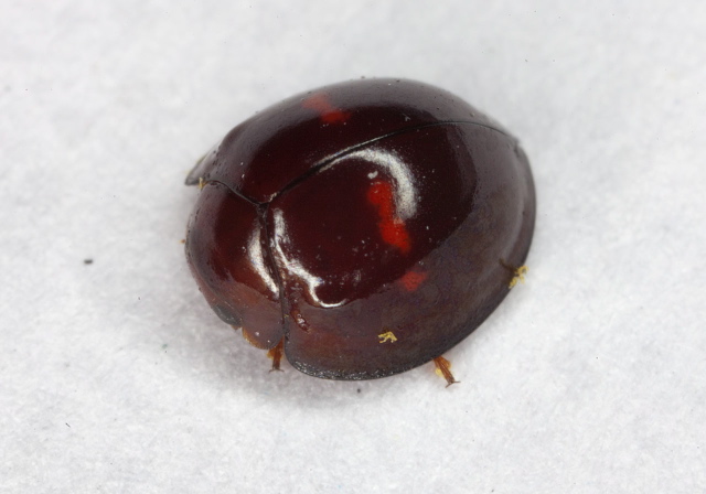 Chilocorus bipustulatus Coccinellidae