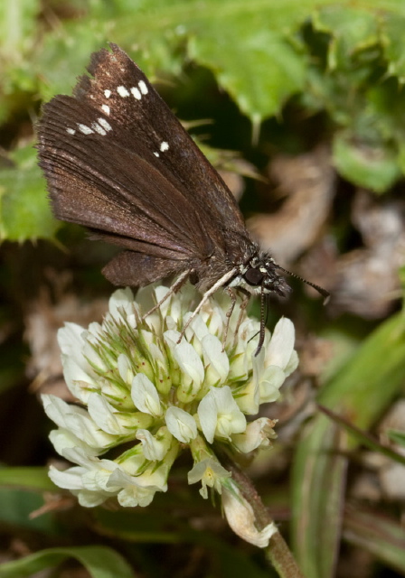 Pholisora catullus Hesperiidae