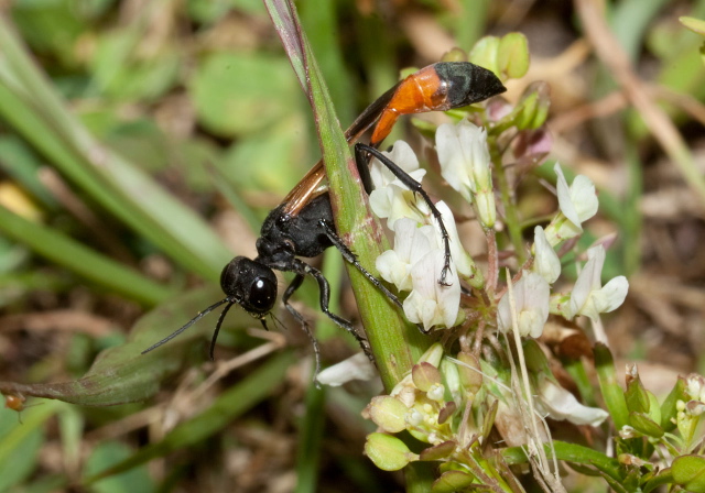 Ammophila pictipennis Sphecidae