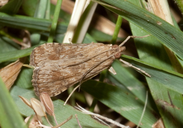 Nomophila nearctica Crambidae