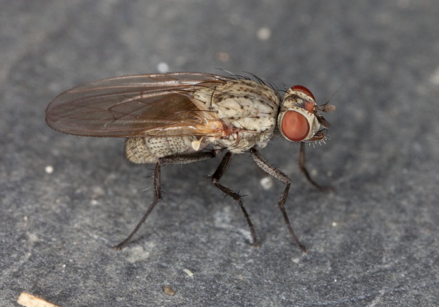   Muscidae