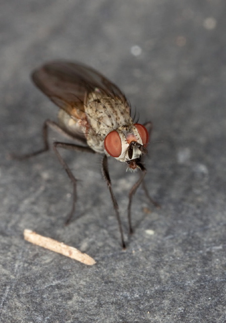   Muscidae