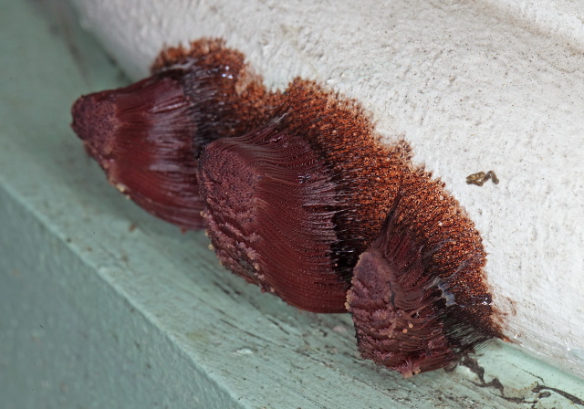 Stemonitis sp. Stemonitidae