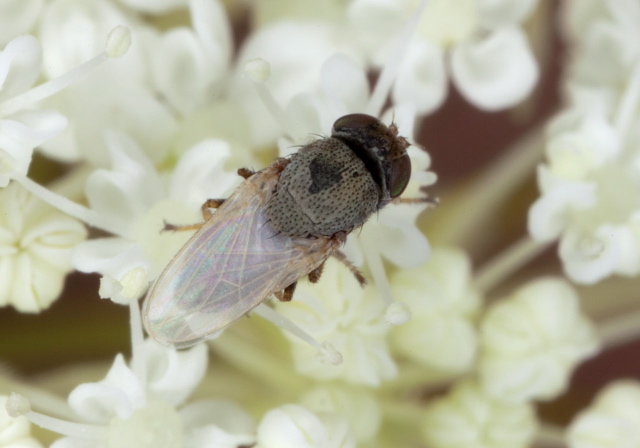 Hecamede albicans Ephydridae