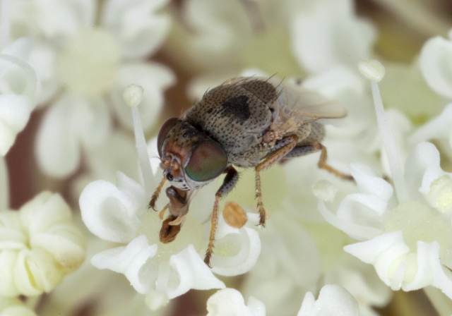 Hecamede albicans Ephydridae