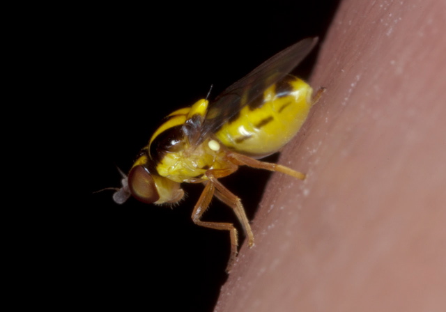 Thaumatomyia sp. Chloropidae