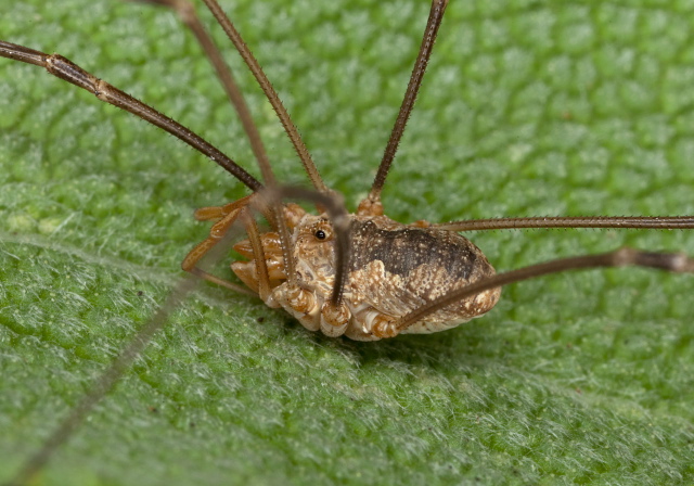 Phalangium opilio? Phalangiidae