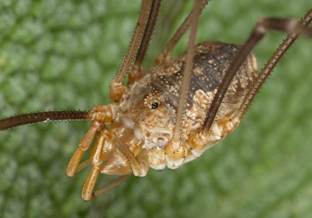 Phalangium opilio? Phalangiidae