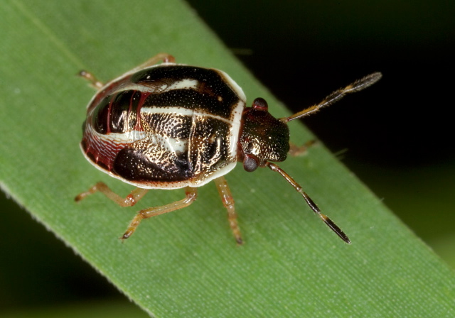 Mormidea lugens Pentatomidae
