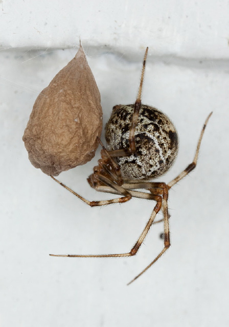 Parasteatoda tepidariorum Theridiidae