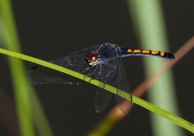 Erythrodiplax berenice Libellulidae