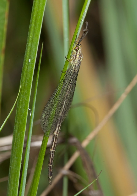Brachynemurus abdominalis Myrmeleontidae
