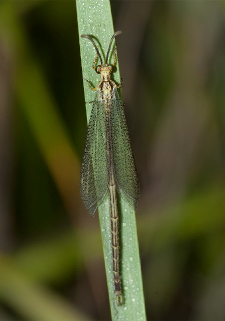Brachynemurus abdominalis Myrmeleontidae