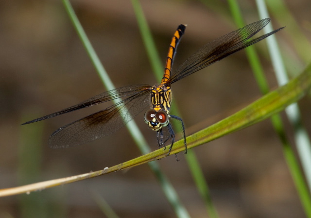 Erythrodiplax berenice Libellulidae