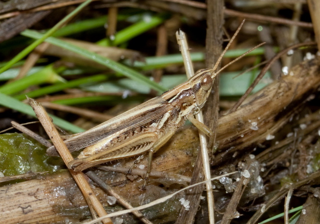 Orphulella pelidna Acrididae