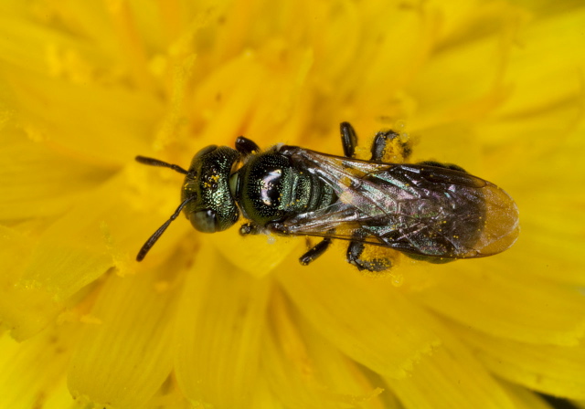 Ceratina sp. Apidae