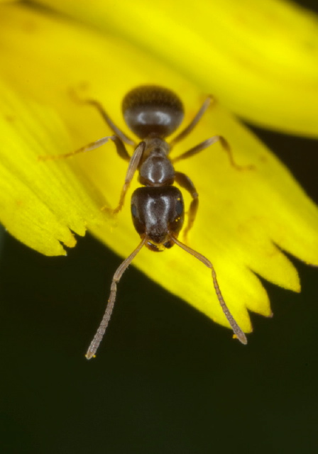 Lasius neoniger Formicidae