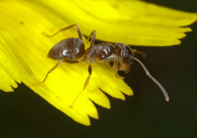 Lasius neoniger Formicidae