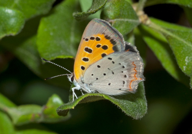 Lycaena phlaeas Lycaenidae