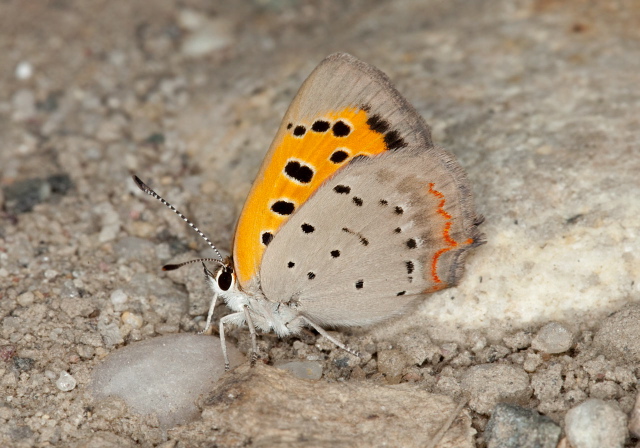 Lycaena phlaeas Lycaenidae