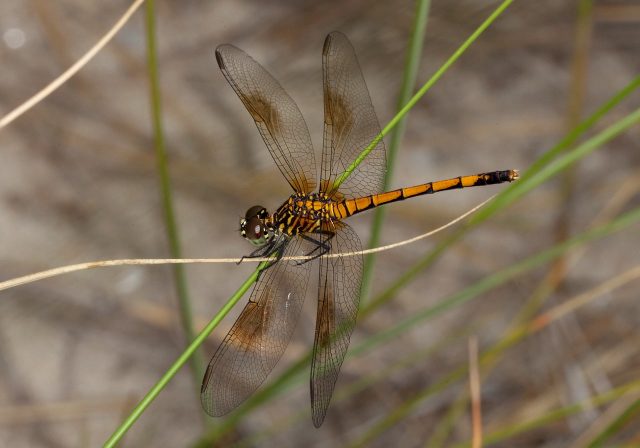 Erythrodiplax berenice Libellulidae