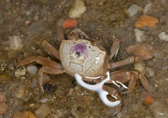 Uca pugilator Ocypodidae