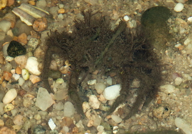 Libinia sp. Pisidae