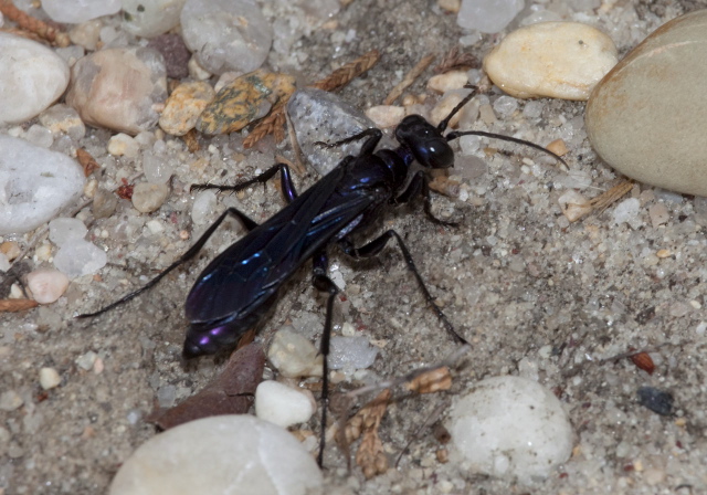 Chlorion aerarium Sphecidae