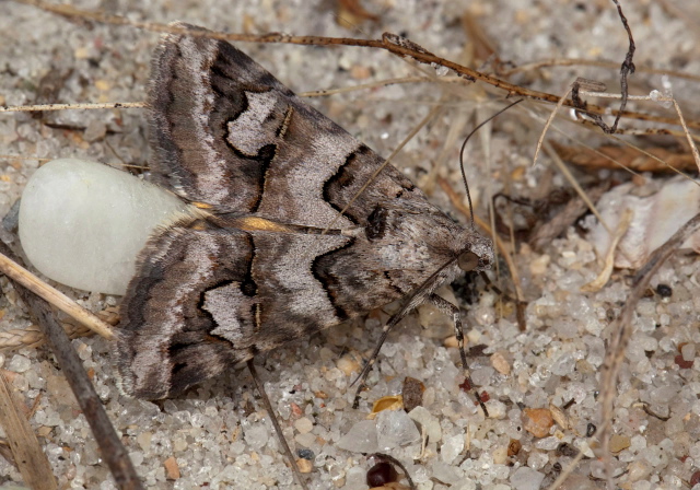 Drasteria graphica Erebidae