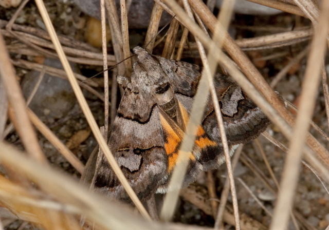 Drasteria graphica Erebidae