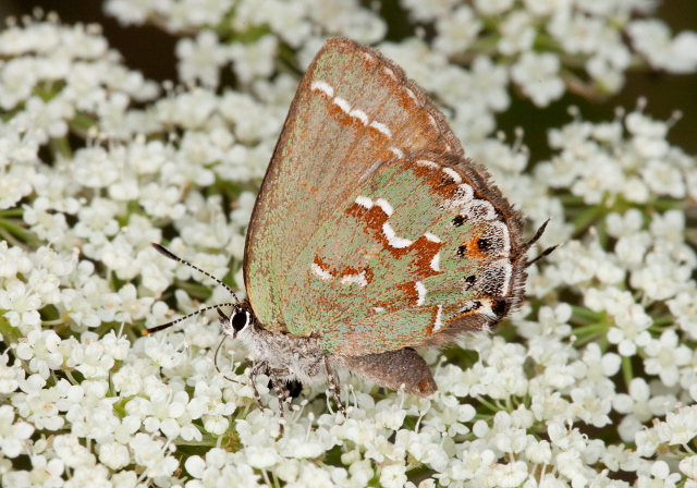 Callophrys gryneus Lycaenidae