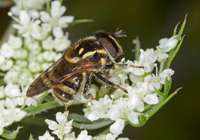 Copestylum sp. Syrphidae